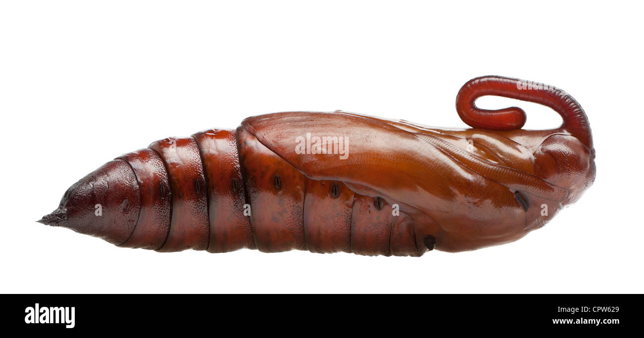 Puppe von Convolvulus Hawk-Moth oder Süßkartoffel Hornworm, Agrius Convolvuli, vor weißem Hintergrund Stockfoto