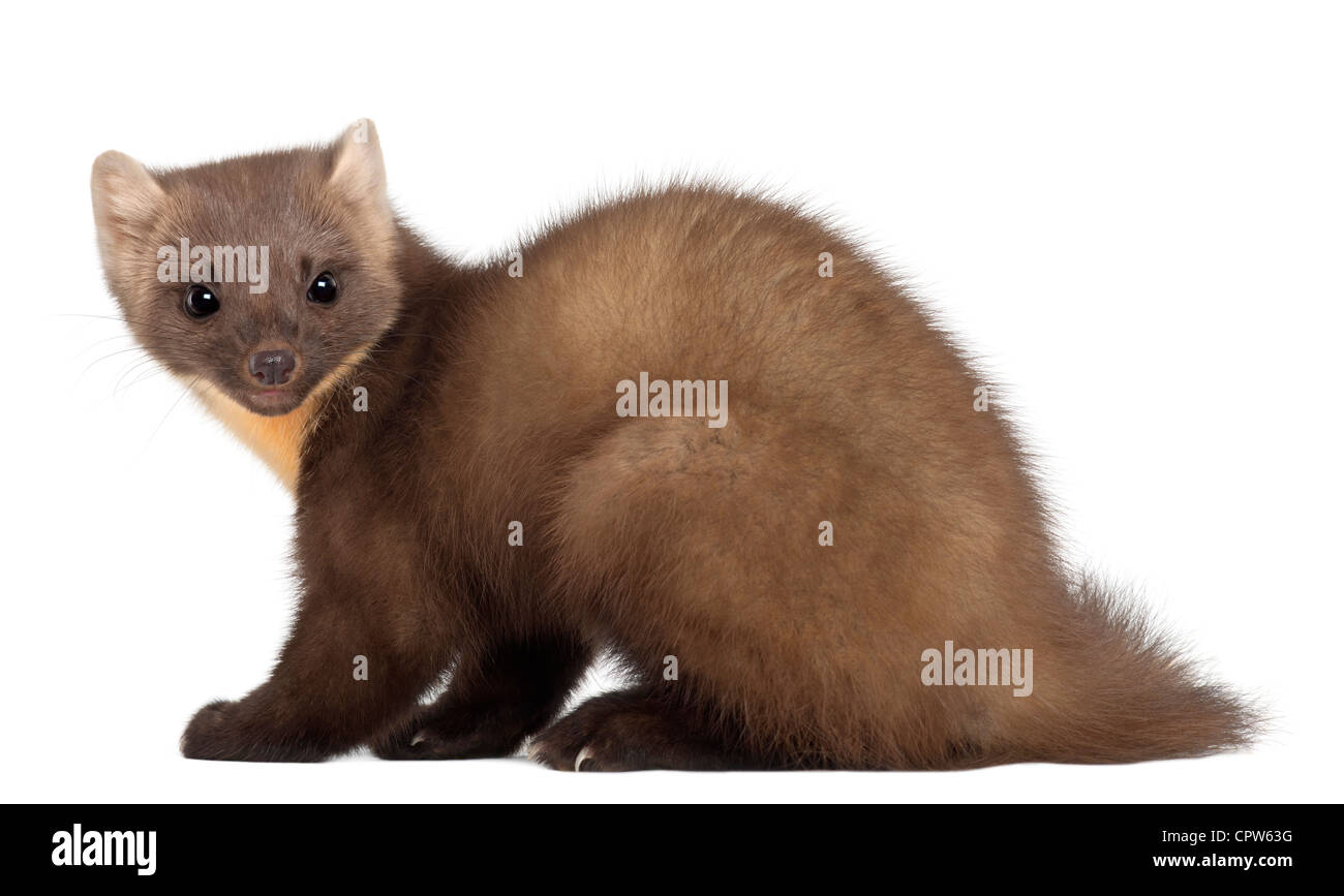 Europäischen Baummarder, Martes Martes, 4 Jahre alt, vor weißem Hintergrund Stockfoto