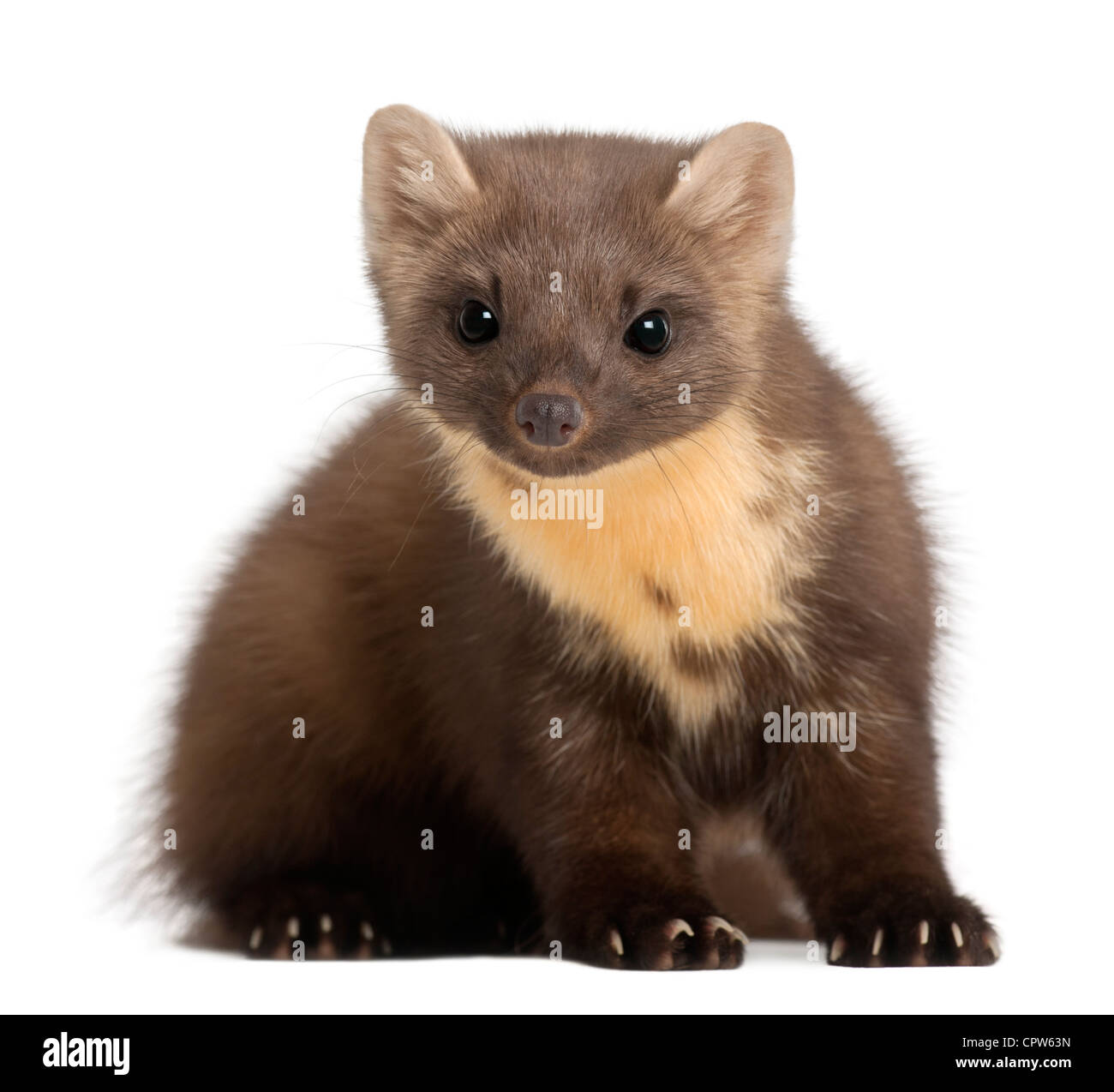 Europäischen Baummarder, Martes Martes, 4 Jahre alt, vor weißem Hintergrund Stockfoto