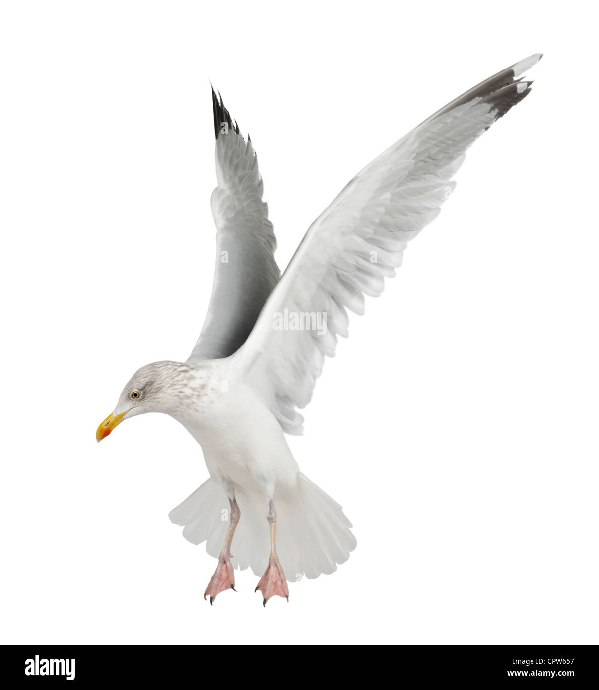 Europäische Silbermöwe, Larus Argentatus, 4 Jahre alt, im Winterkleid fliegen vor weißem Hintergrund Stockfoto