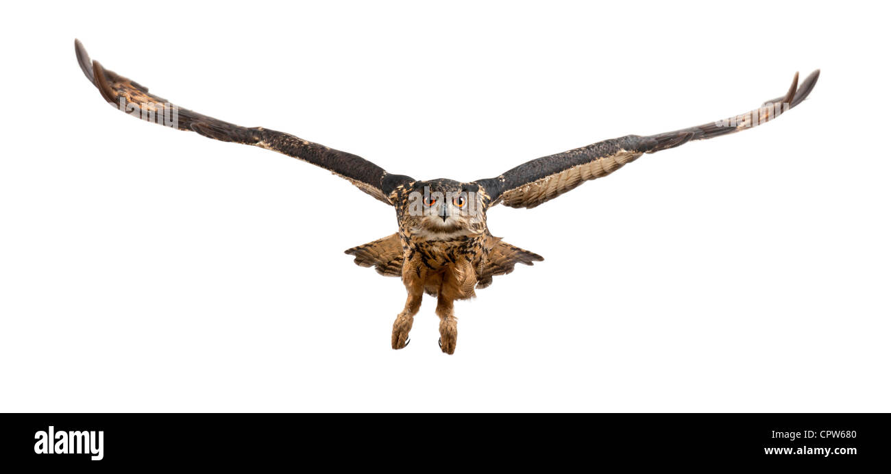 Eurasische Adler-Eule, Bubo Bubo, fliegen 15 Jahre alt, auf weißen Hintergrund Stockfoto