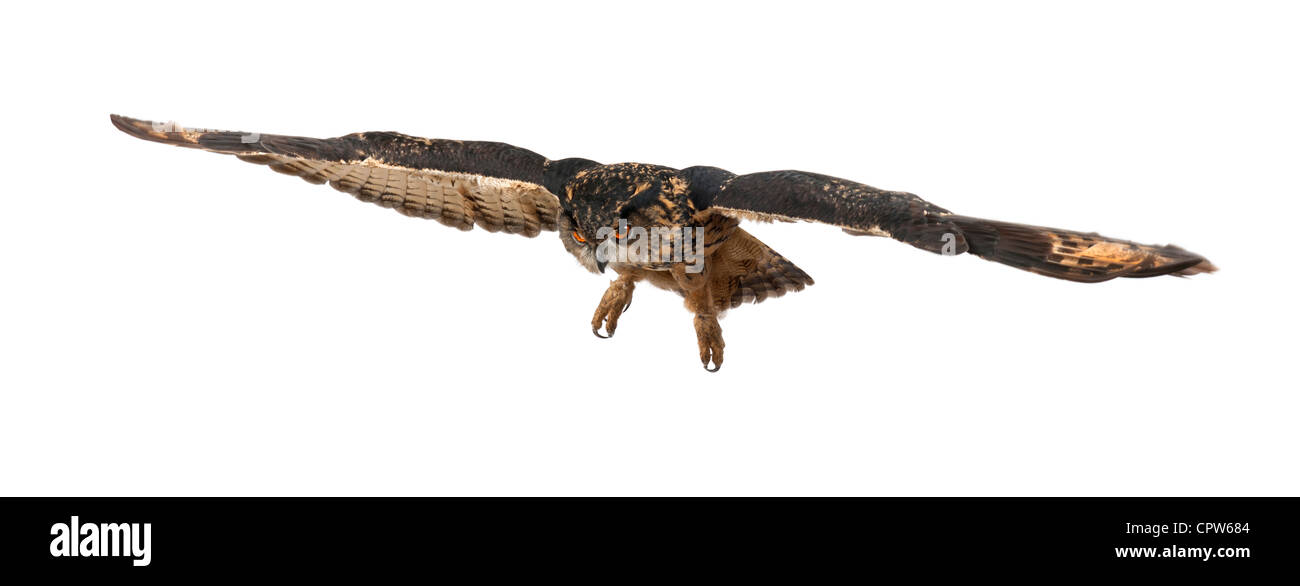 Eurasische Adler-Eule, Bubo Bubo, fliegen 15 Jahre alt, auf weißen Hintergrund Stockfoto