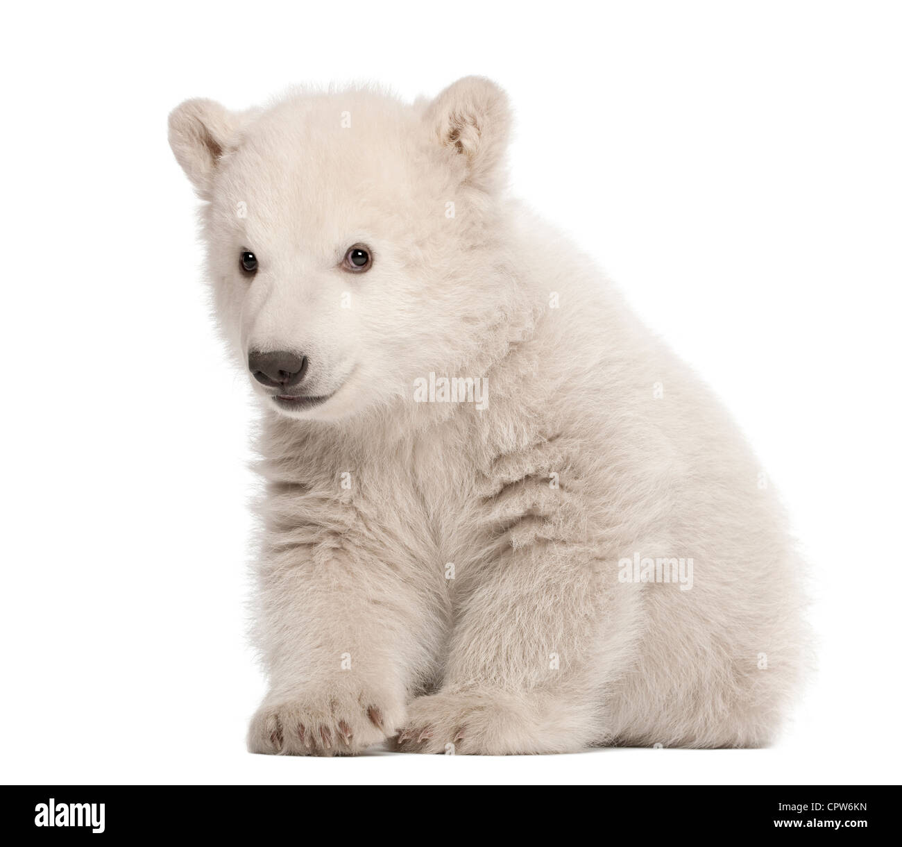 Polar Bear Cub, Ursus Maritimus, 3 Monate alt, Porträt vor weißem Hintergrund Stockfoto