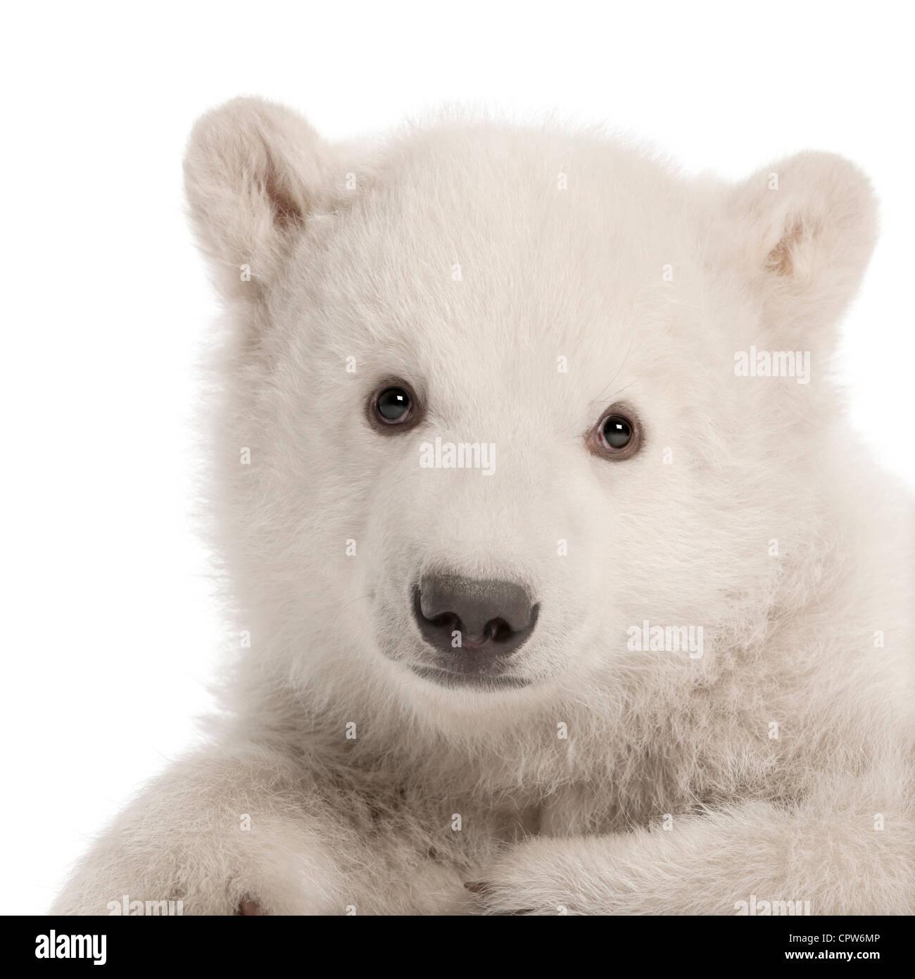 Polar Bear Cub, Ursus Maritimus, 3 Monate alt, Porträt vor weißem Hintergrund Stockfoto