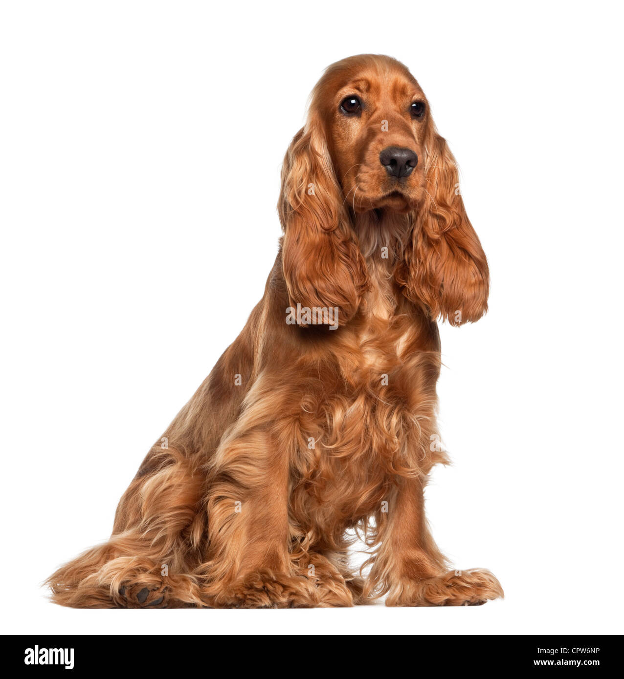 English Cocker Spaniel, 9 Monate alt, sitzt vor weißem Hintergrund Stockfoto