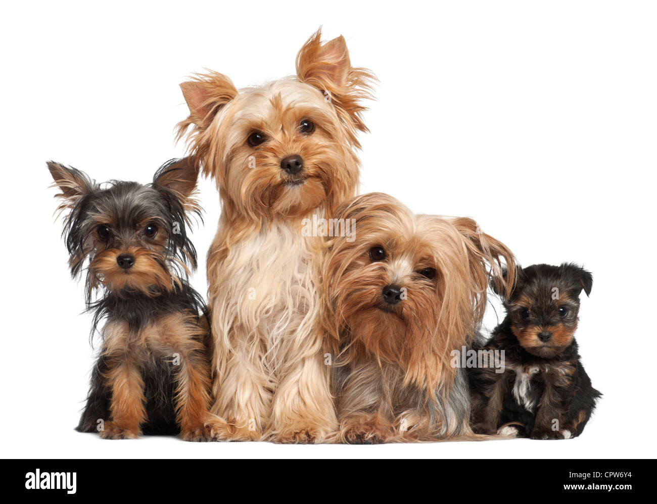 Yorkshire Terrier sitzen vor weißem Hintergrund Stockfoto