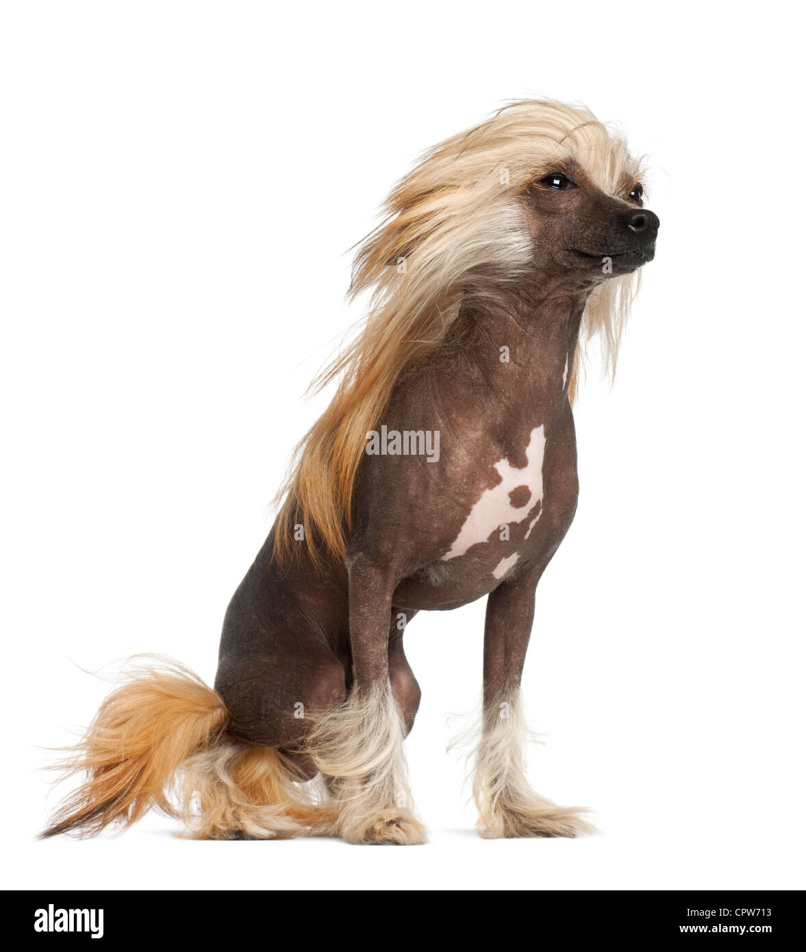 Chinese Crested Dog, 9 Monate alt, sitzt vor weißem Hintergrund Stockfoto