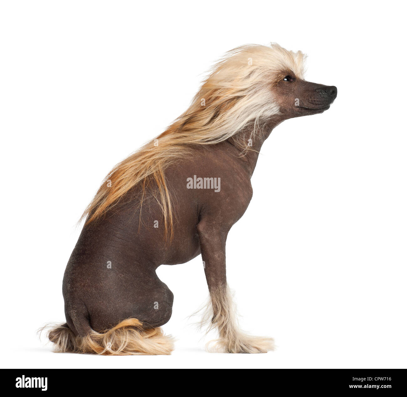 Chinese Crested Dog, 9 Monate alt, sitzt vor weißem Hintergrund Stockfoto