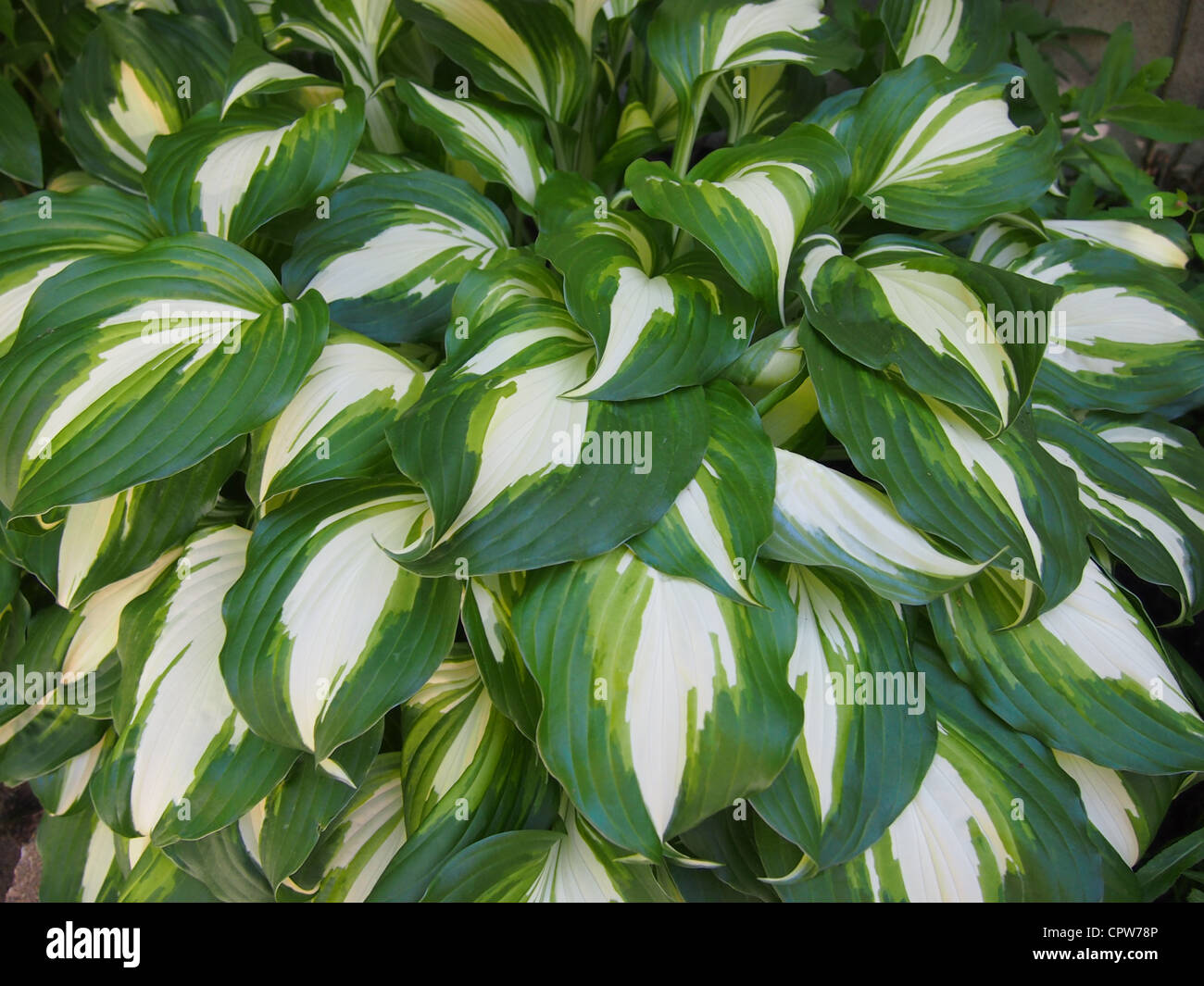 Zwei farbige Hosta Pflanze, grün und Creme Stockfoto