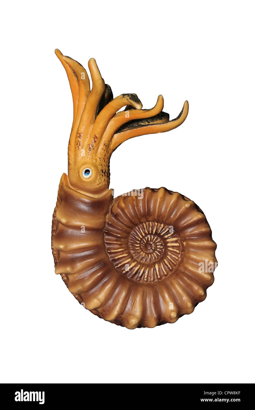Ammoniten-Modell Stockfoto