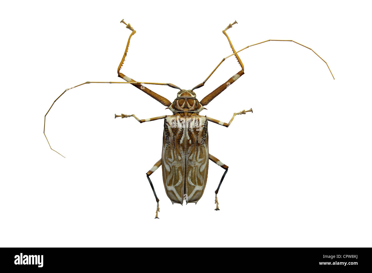 Harlekin Käfer Acrocinus Longimanus weiblich Stockfoto