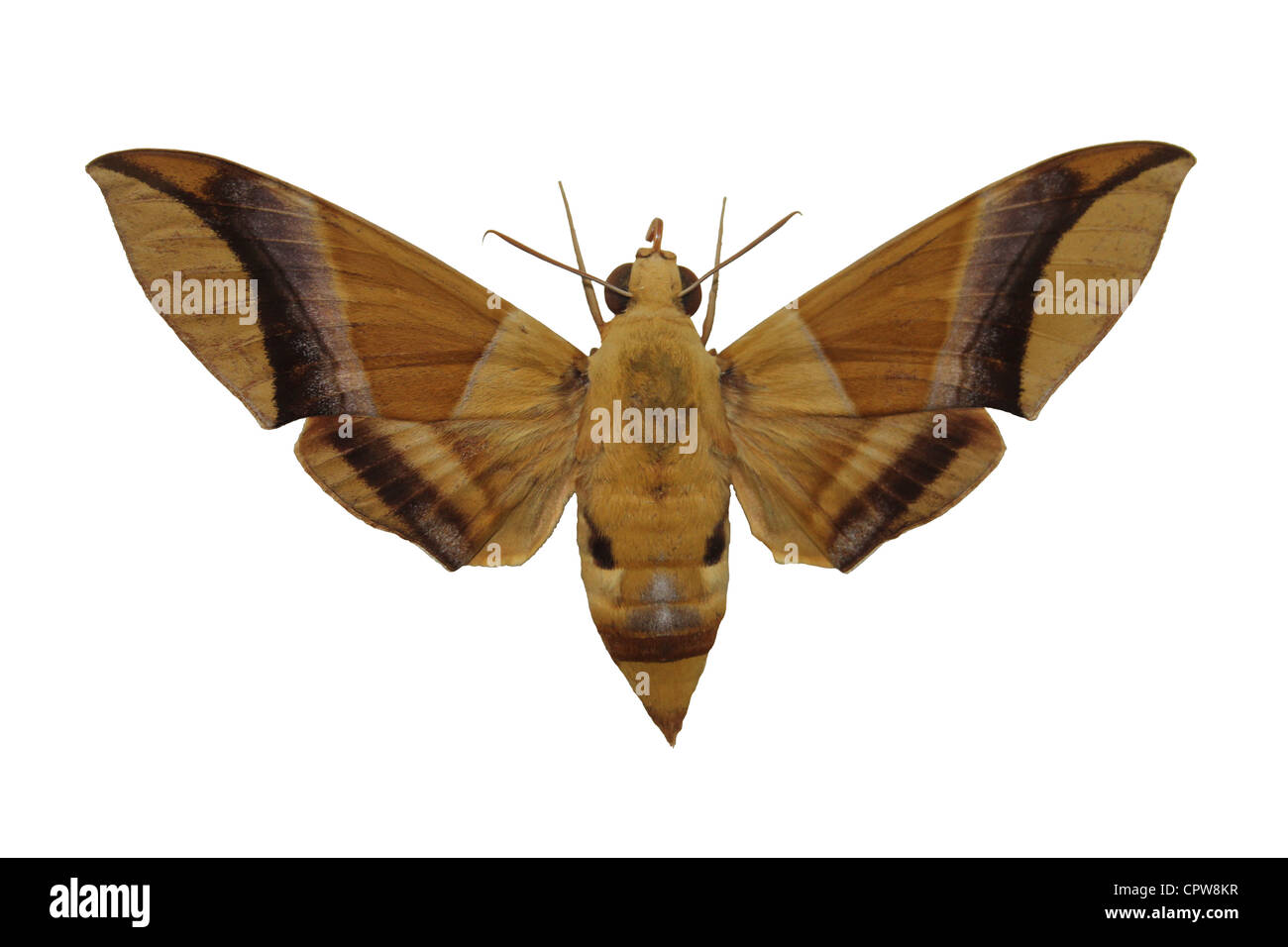 Hawk-Moth-Ausschnitt Stockfoto