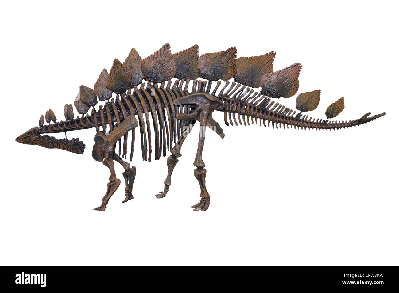 Stegosaurus Armatus Skelett Modell Stockfoto