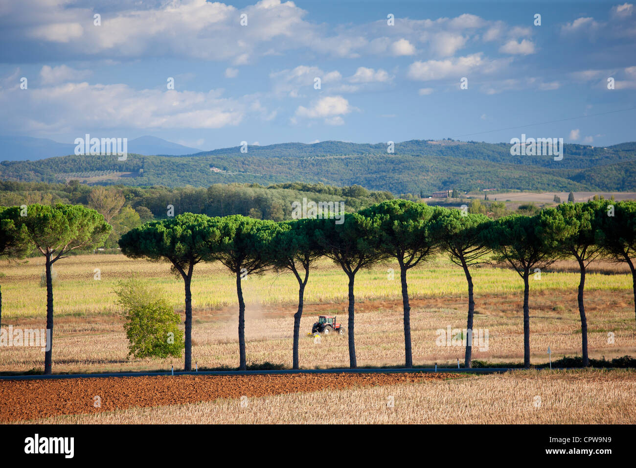Ackerschlepper und Regenschirm Kiefern bei Sovicille in der Nähe von Siena in der Toskana, Italien Stockfoto