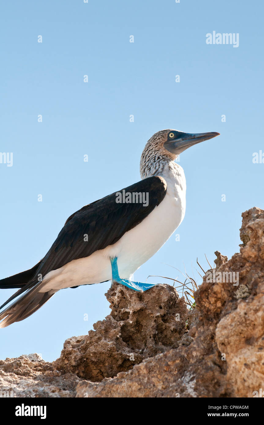 Blau-footed Sprengfallen (Sula Nebouxii) Islas Marietas Inseln Nationalpark Unesco Biosphärenreservat Puerto Vallarta, Mexiko. Stockfoto