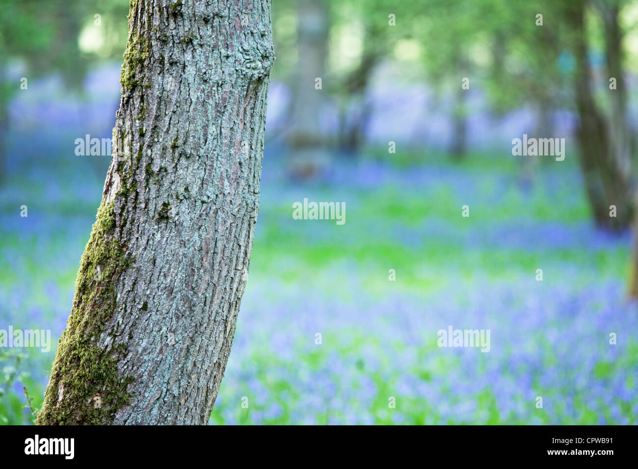 Eiche in Bluebell Woods, Worcestershire, England, UK Stockfoto