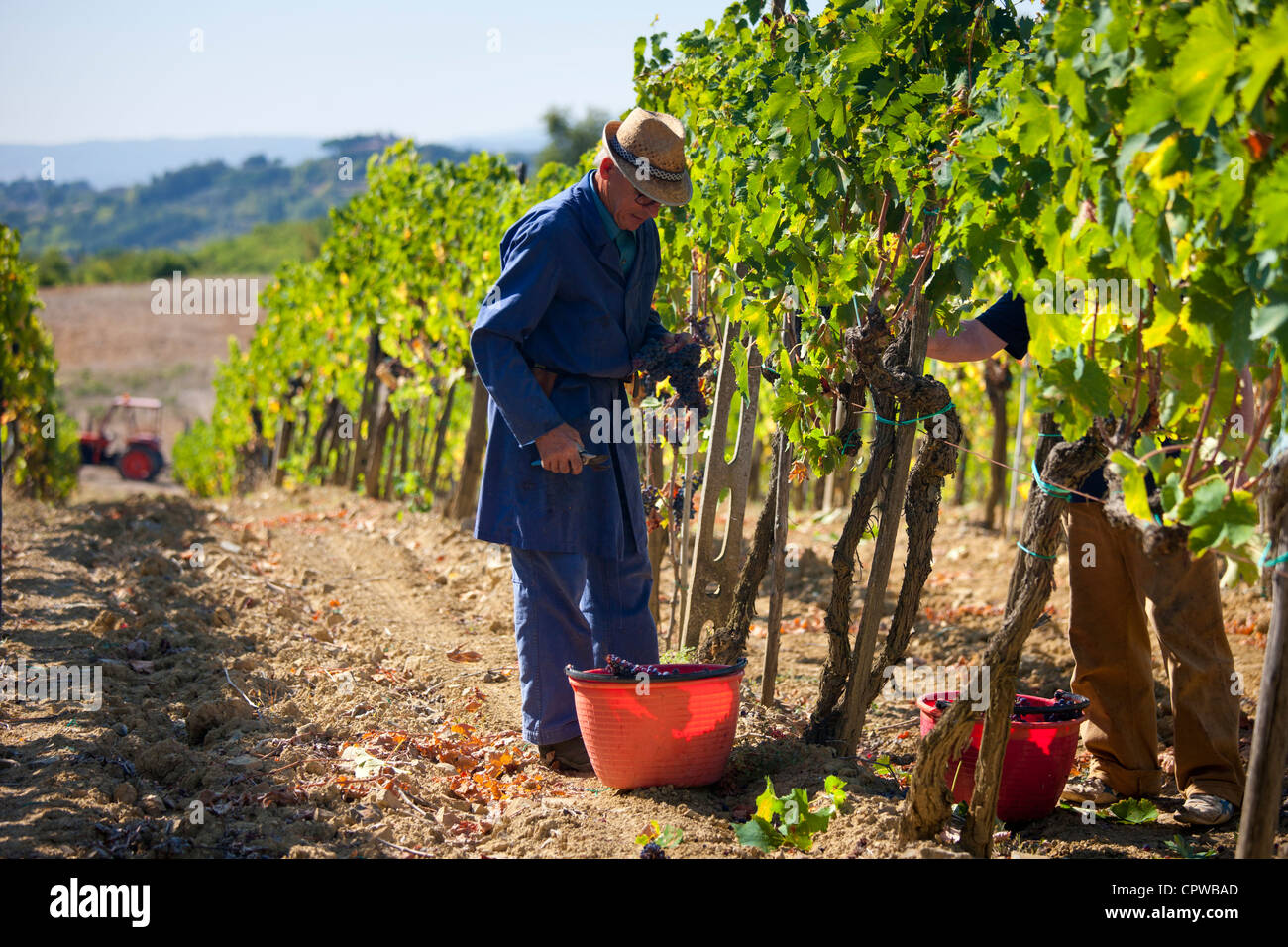 Mann, die Kommissionierung Trauben Sangiovese Chianti Classico Pontignano in Chianti-Region der Toskana, Italien Stockfoto