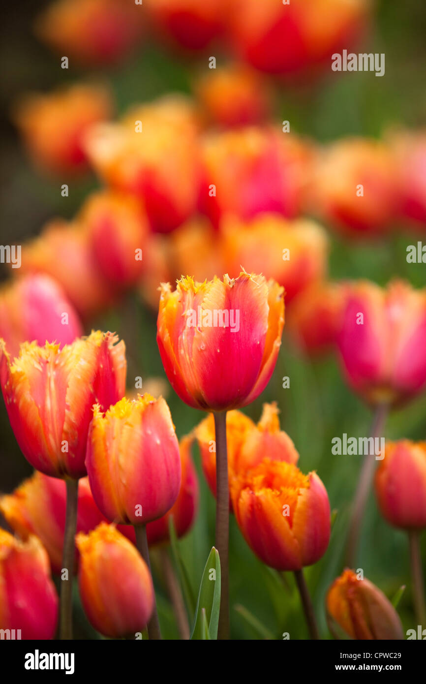 Rote und gelbe Tulpen, England, UK Stockfoto