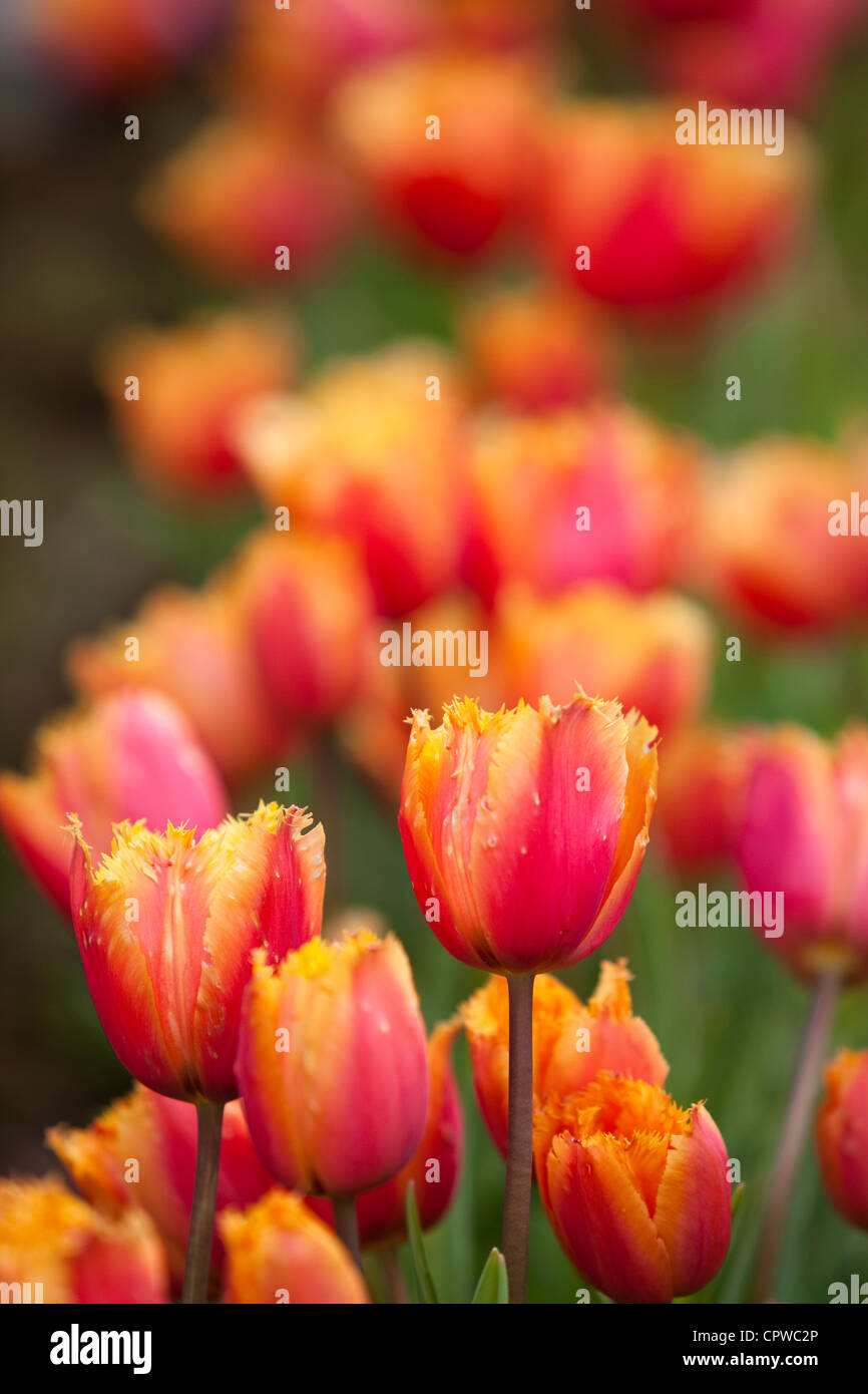 Rote und gelbe Tulpen, England, UK Stockfoto