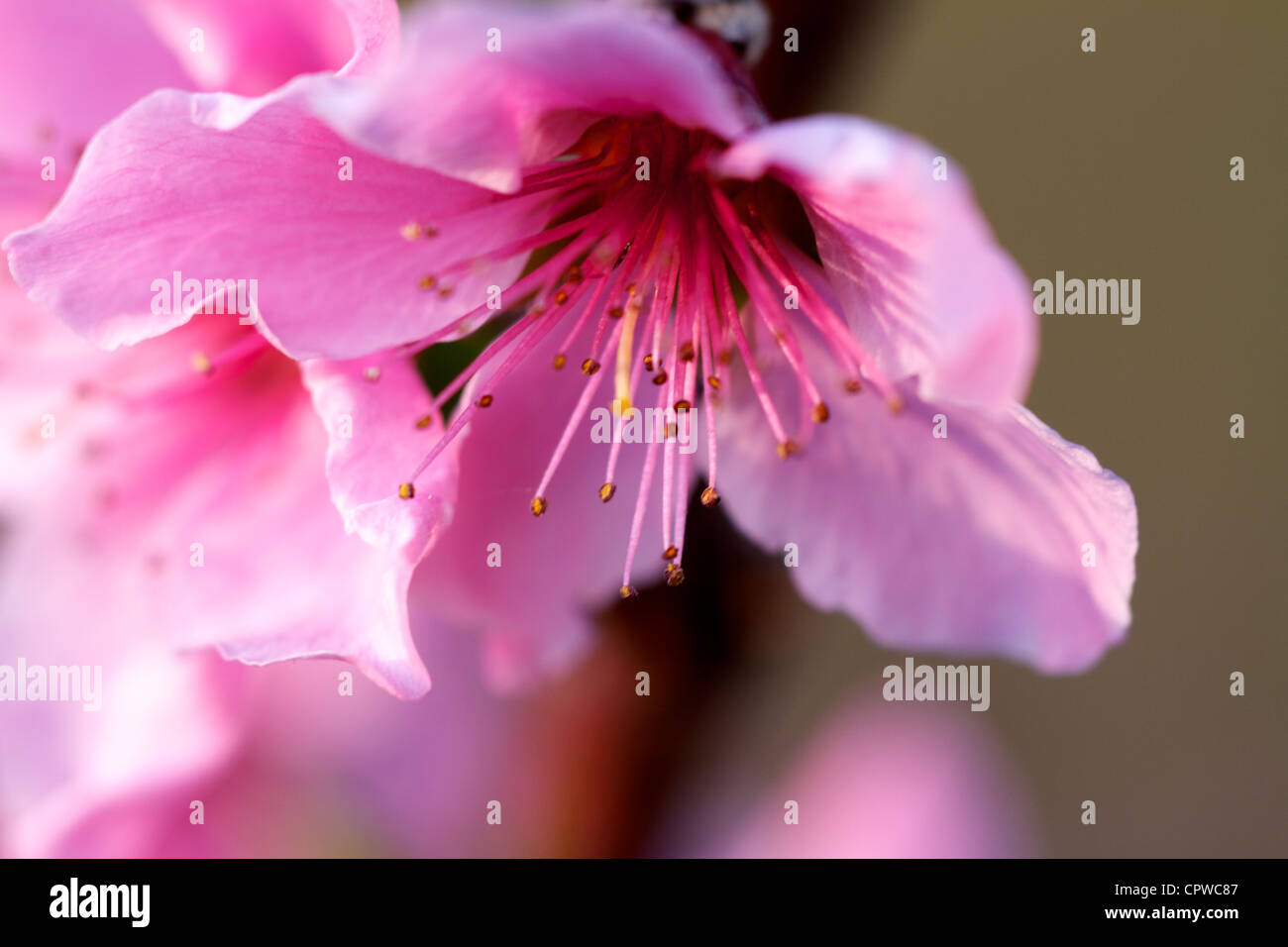 Frühlings-Grüße mit Pfirsich Blüten Stockfoto