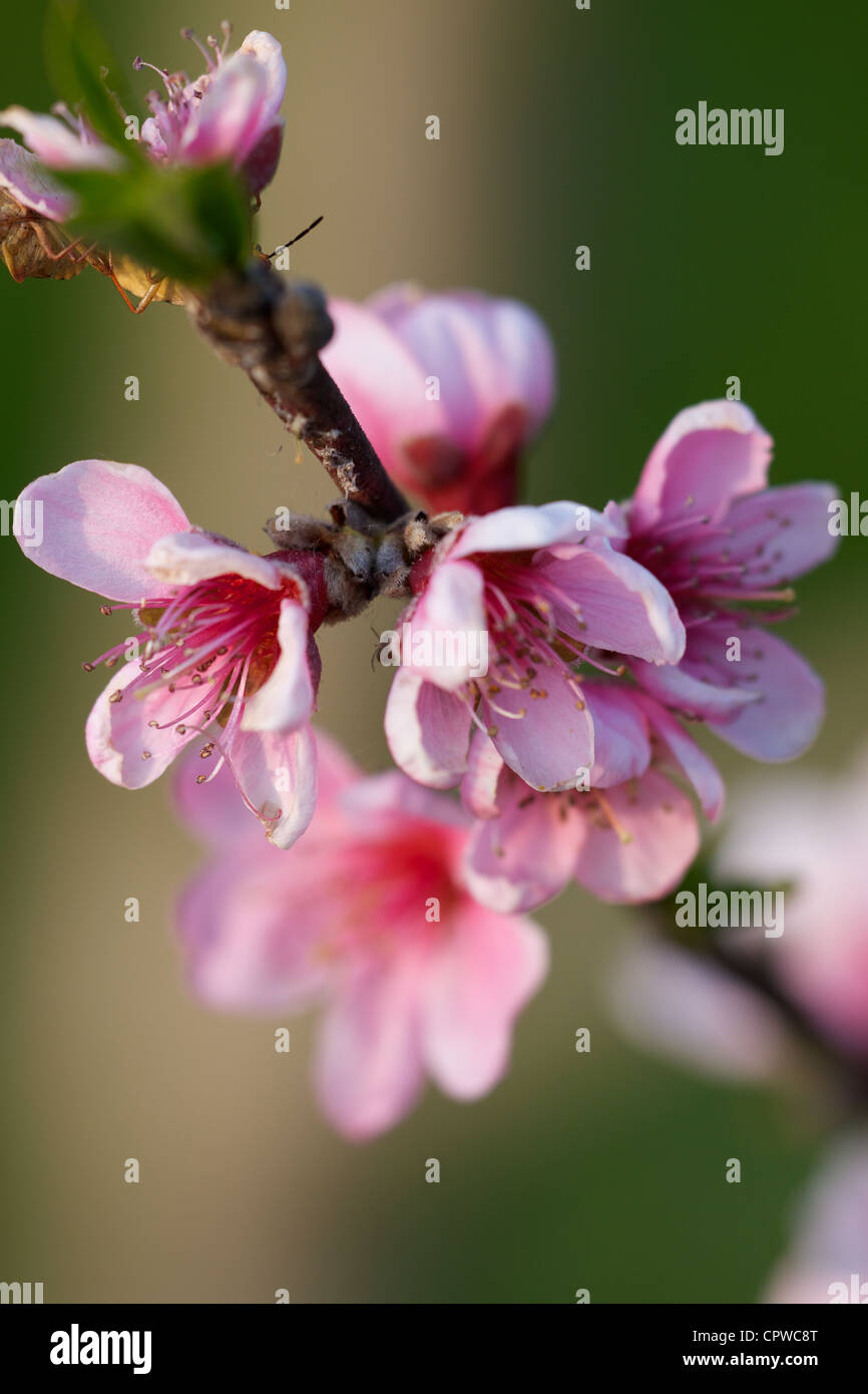 Frühlings-Grüße mit Pfirsich Blüten Stockfoto