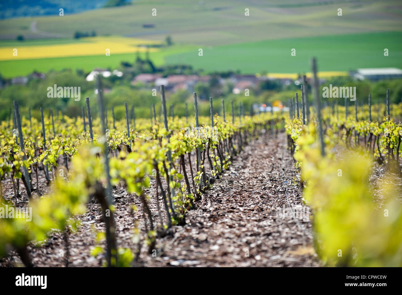 Weinberge der Champagne in der Ortschaft Tauxières-Mutry, Montagne de Reims, Marne, Champagne, Frankreich Stockfoto