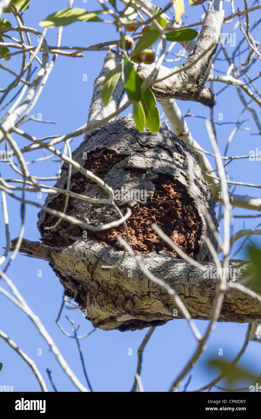 weißen Ameise Nest im Baum, Isalo Nationalpark, Madagaskar Stockfoto