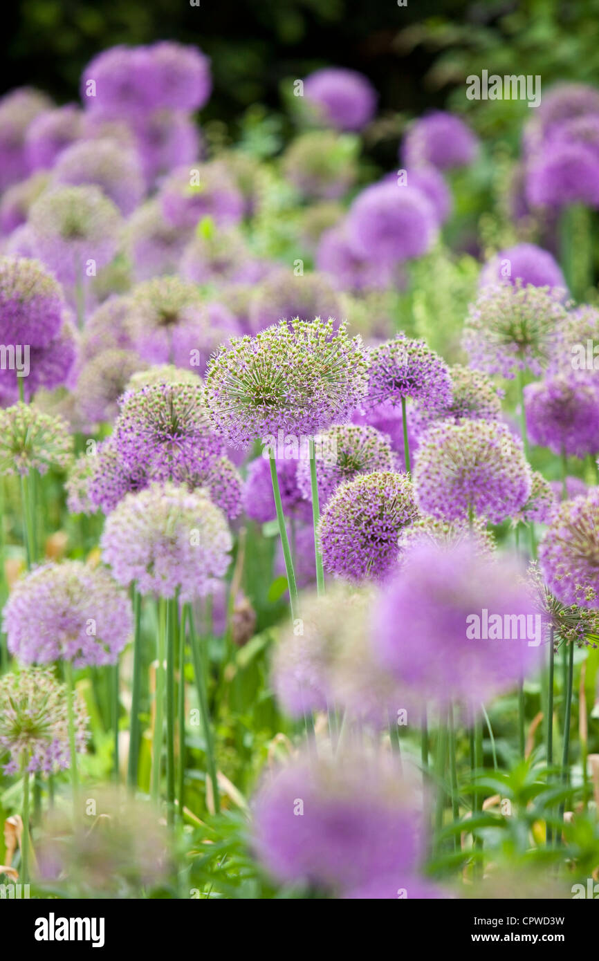 Alliums im Garten Grenze, England, UK Stockfoto
