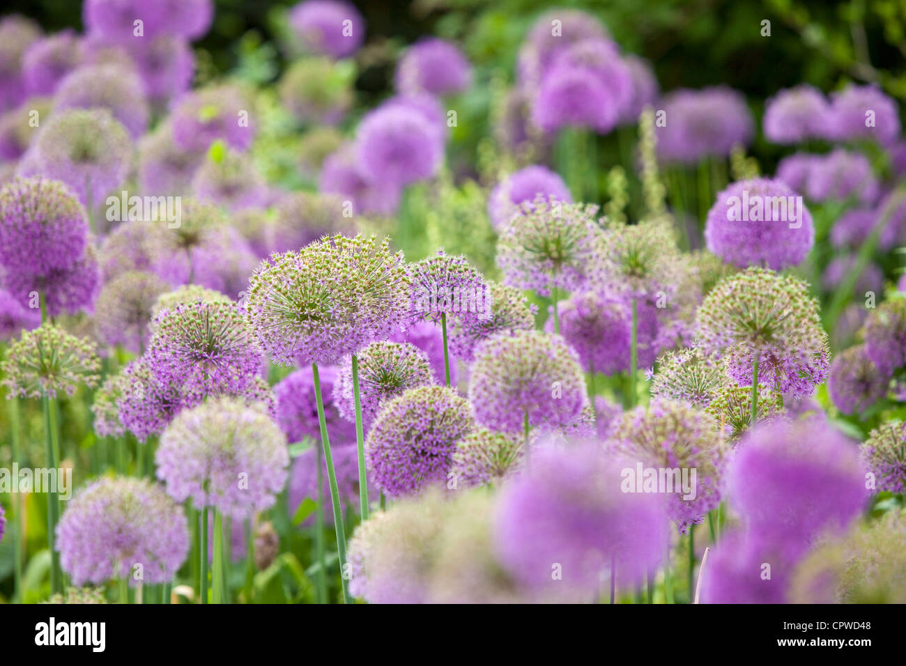 Alliums im Garten Grenze, England, UK Stockfoto