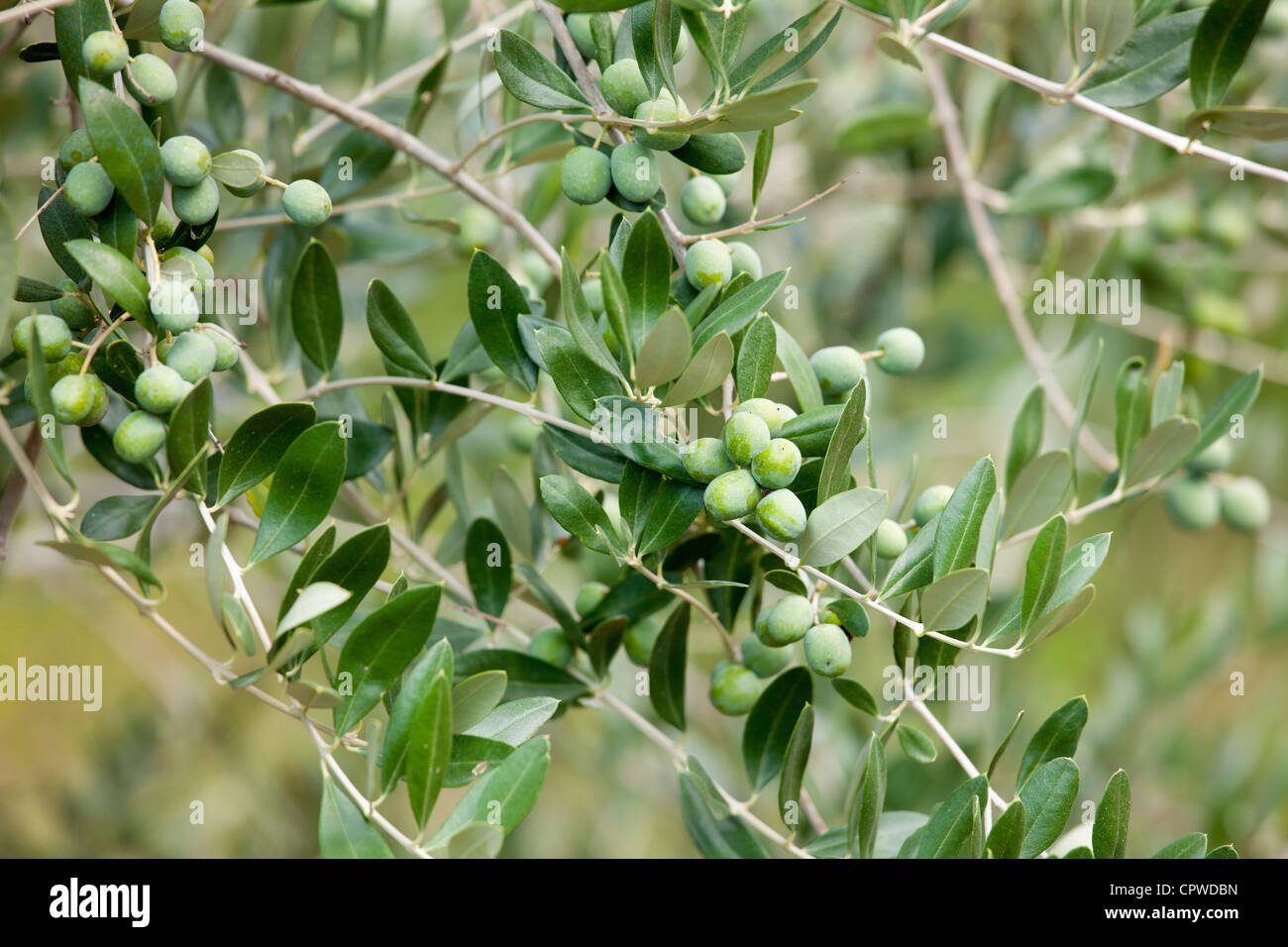 Olive Branch auf Baum im Val D'Orcia, Toskana, Italien Stockfoto