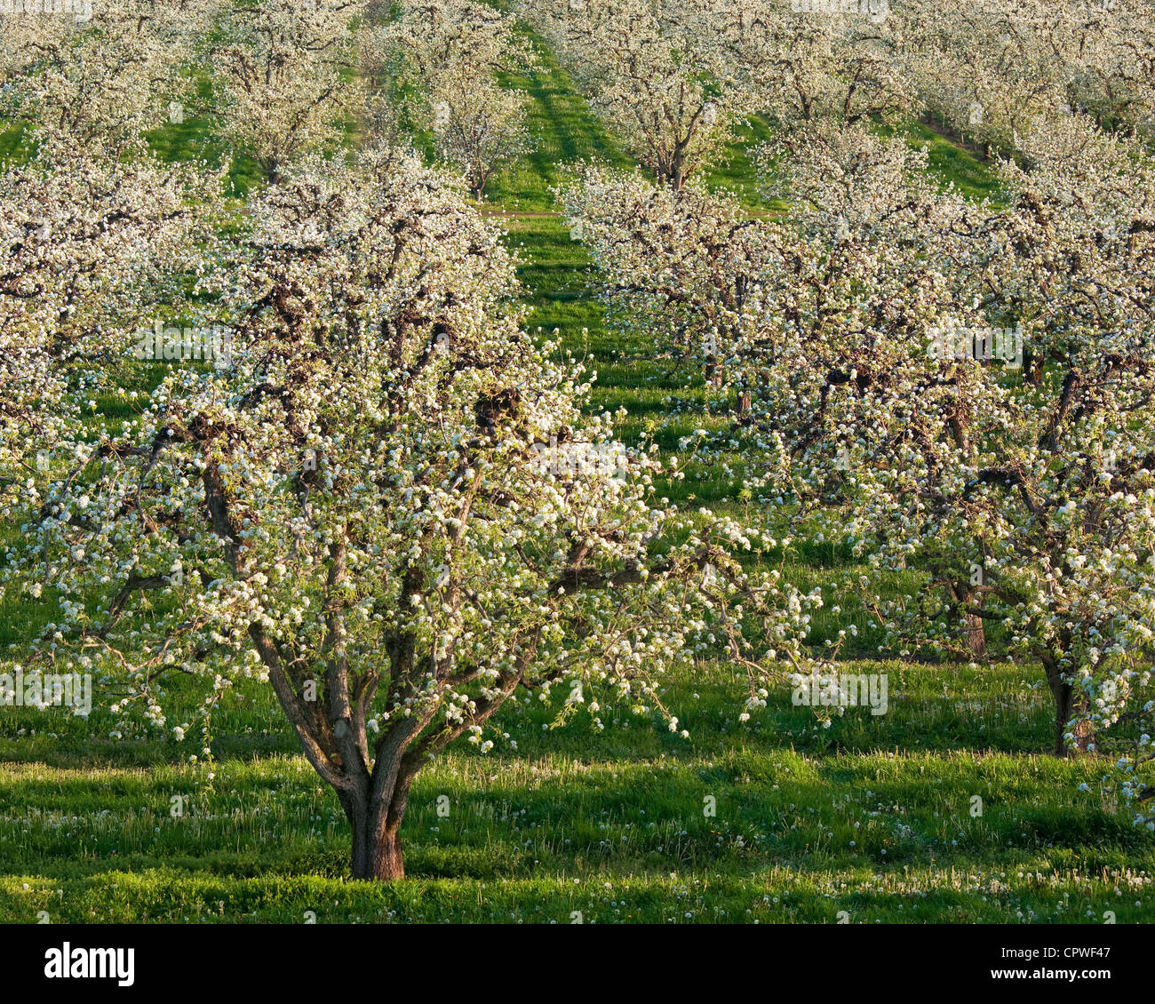 Hood River County, OR: Reihen der Obstbäume in voller Blüte, Hood River Valley Stockfoto