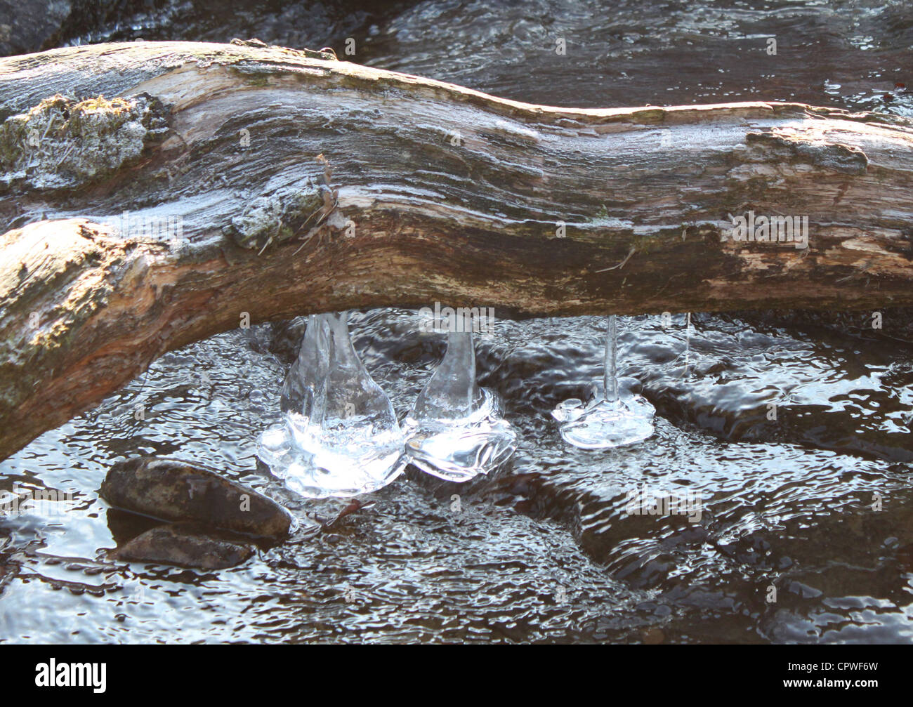 Eiszapfen am Protokoll über Stream winter Stockfoto