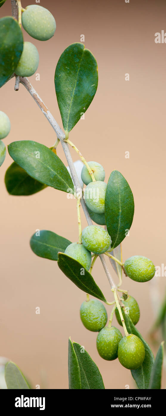 Olive Branch auf Baum im Val D'Orcia, Toskana, Italien Stockfoto