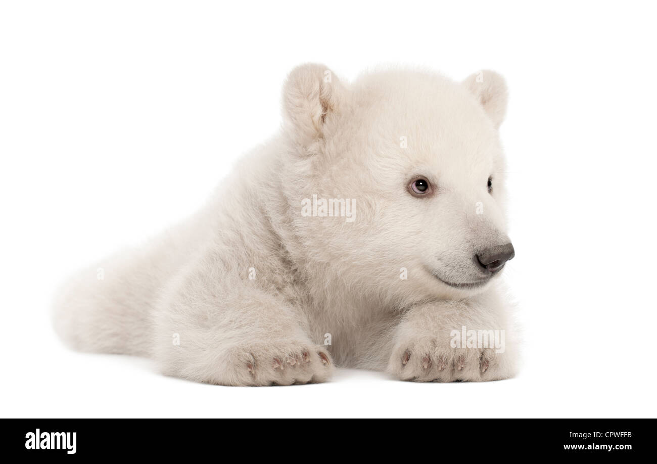 Polar Bear Cub, Ursus Maritimus, 3 Monate alt, vor weißem Hintergrund Stockfoto