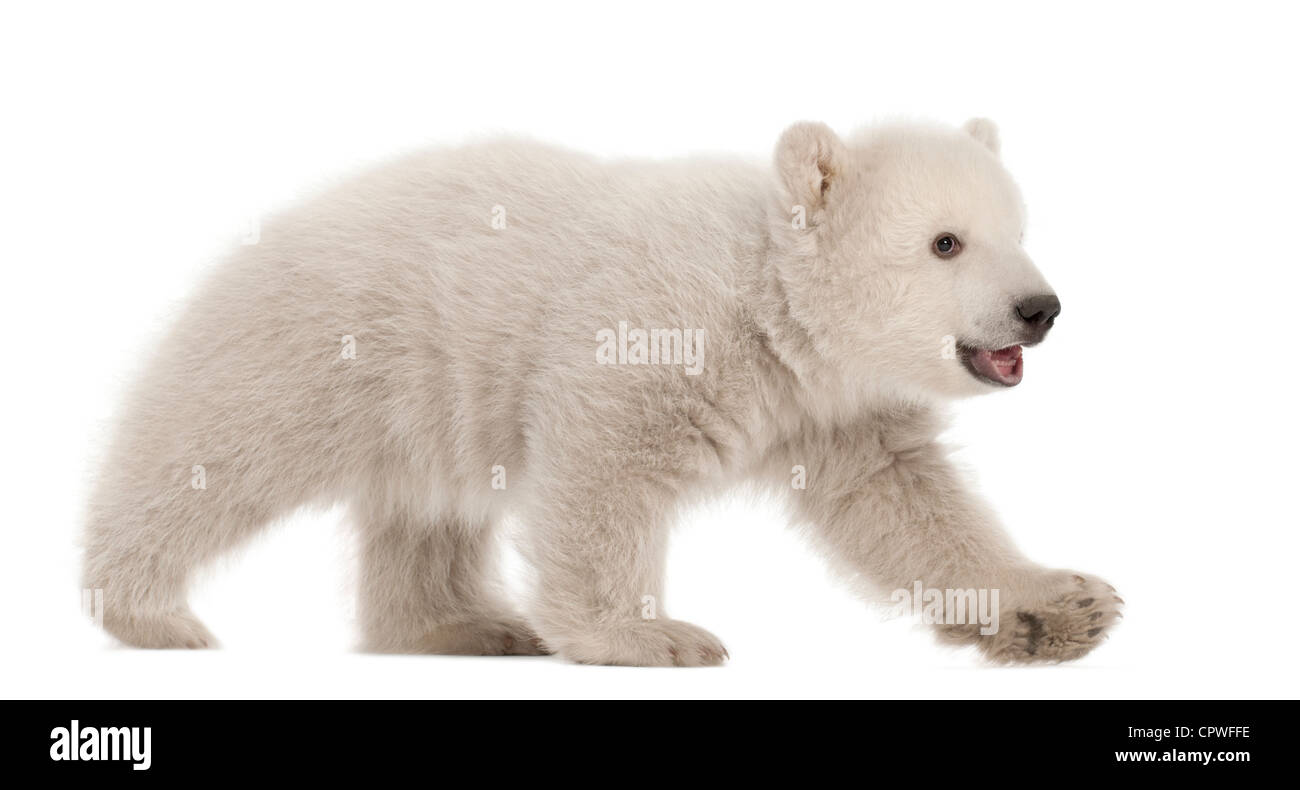 Polar Bear Cub, Ursus Maritimus, 3 Monate alt, Fuß vor weißem Hintergrund Stockfoto