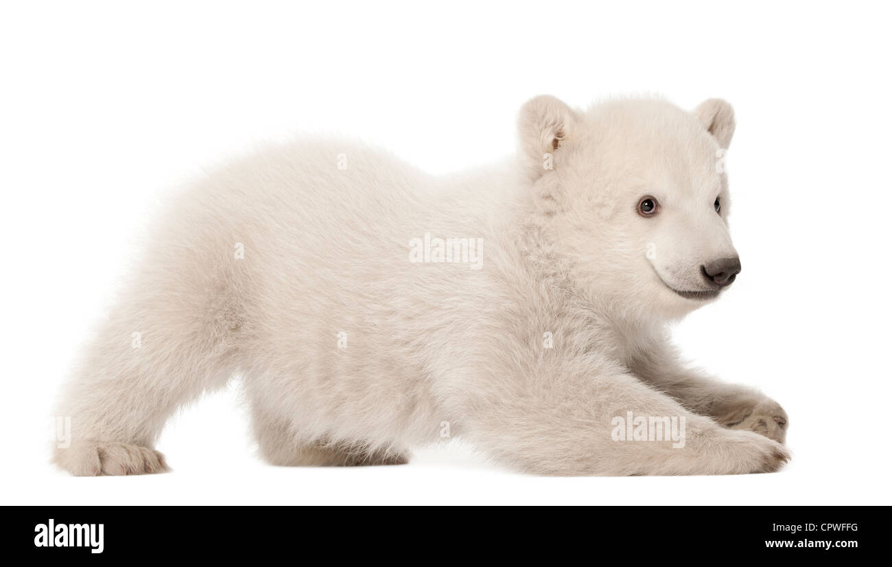 Polar Bear Cub, Ursus Maritimus, 3 Monate alt, vor weißem Hintergrund Stockfoto