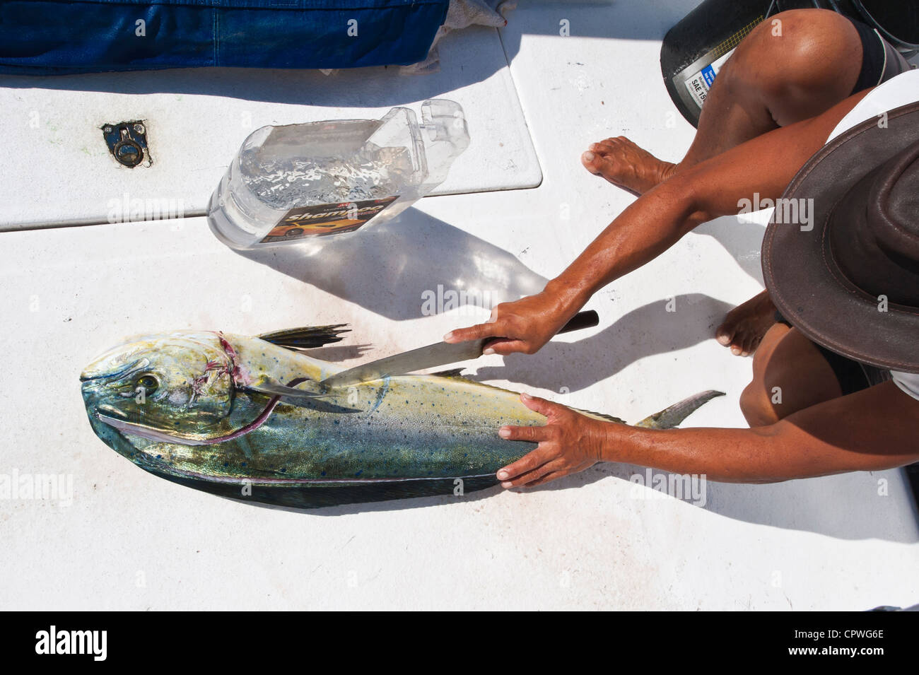 Crewman Reinigung fisch Tiefsee sportfishing Dolphin Fische oder Dorado (Coryphaena hippurus) Puerto Vallarta, Mexiko. Stockfoto