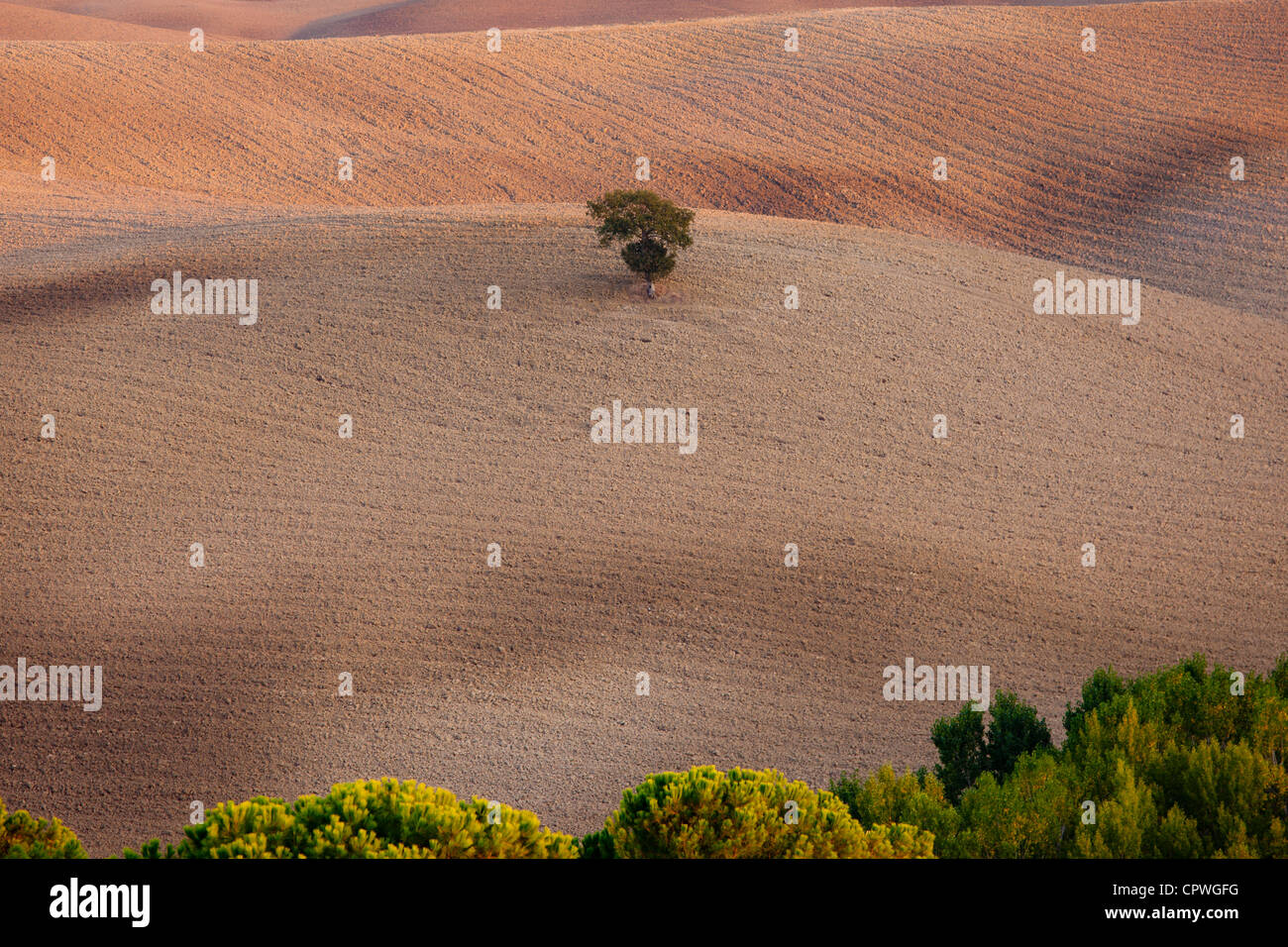 Einsamer Baum in eine toskanische Landschaft in der Nähe von San Quirico D'Orcia in Val D'Orcia, Toskana, Italien Stockfoto
