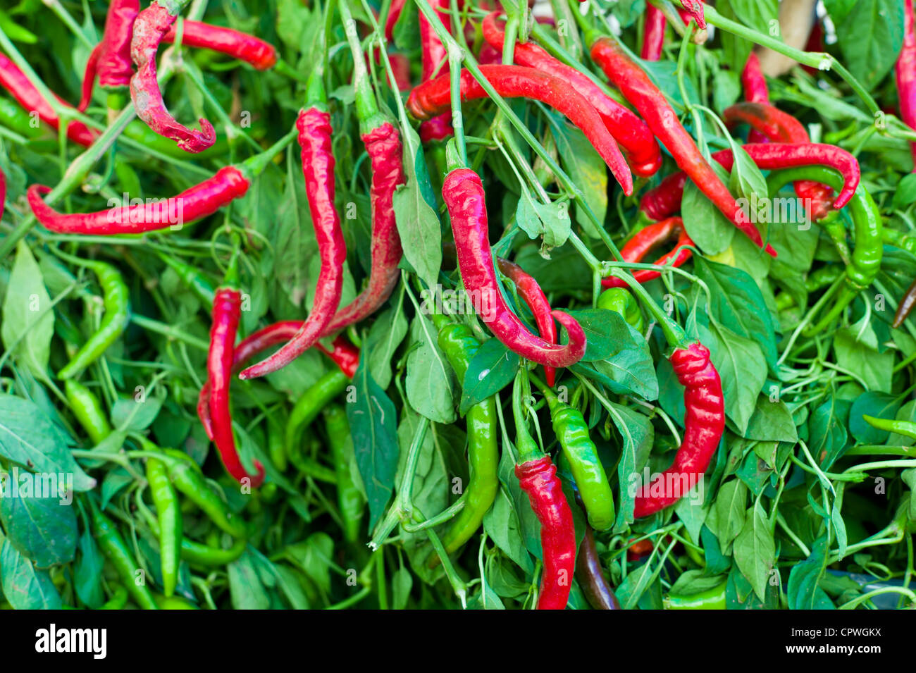 Rote und grüne Chilischoten, Capsicum Pubescens, auf Verkauf im Lebensmittelmarkt in Pienza, Toskana, Italien Stockfoto