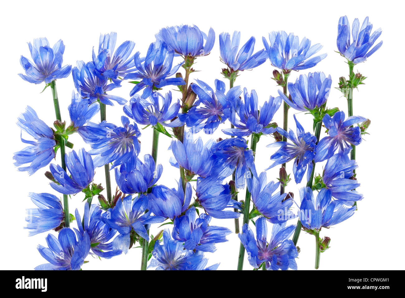 Fantastische wilde blaue Kornblume Zweige Hintergrund Makro isoliert auf weißem Stockfoto