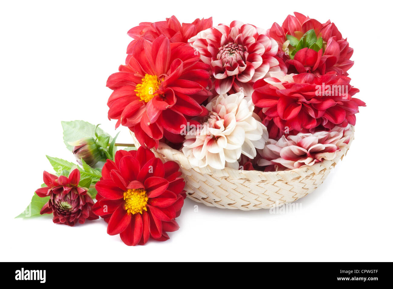 Europäische rote Dahlien-Blumen im Korb Stockfoto
