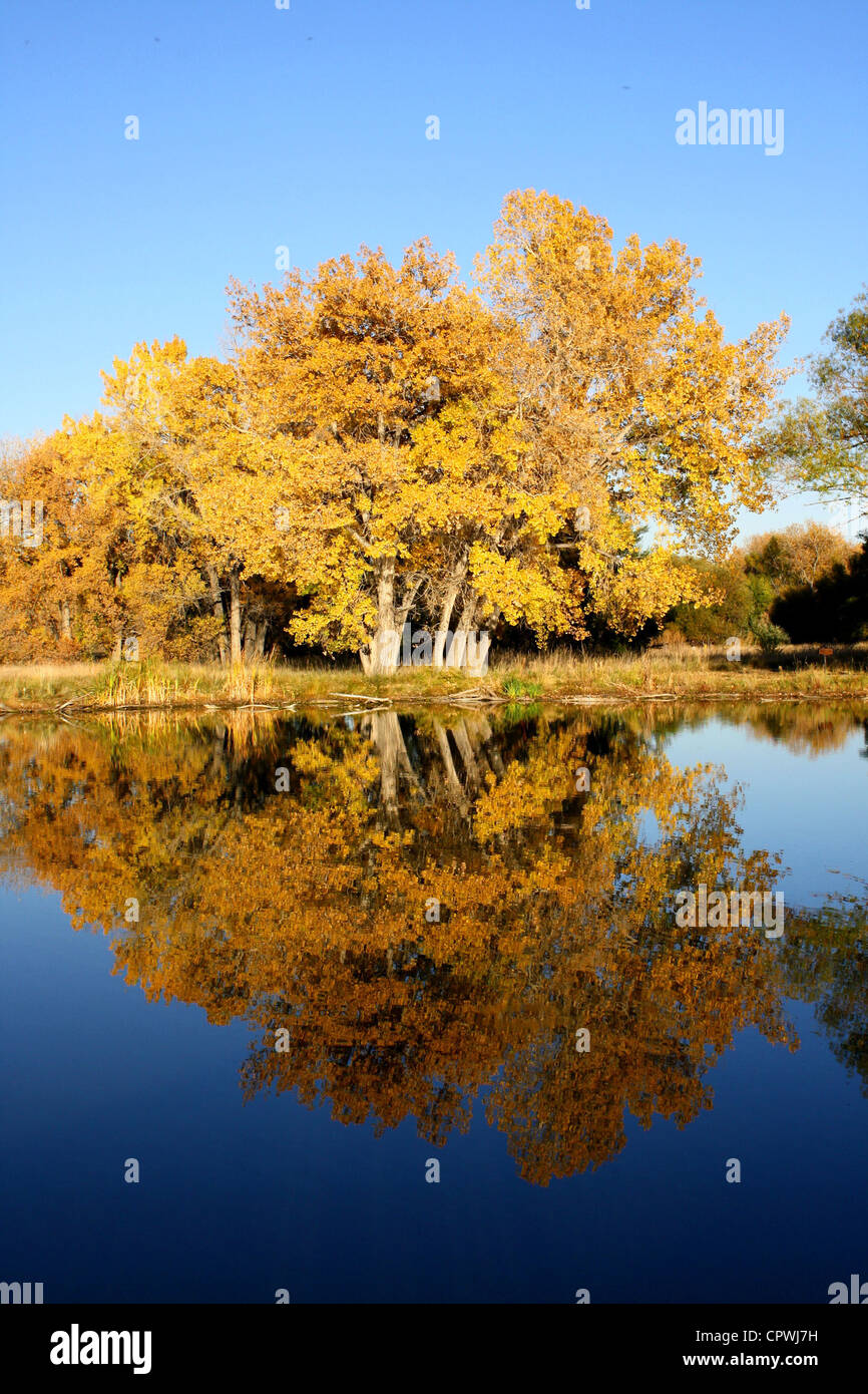 Herbst-Bäume See Stockfoto
