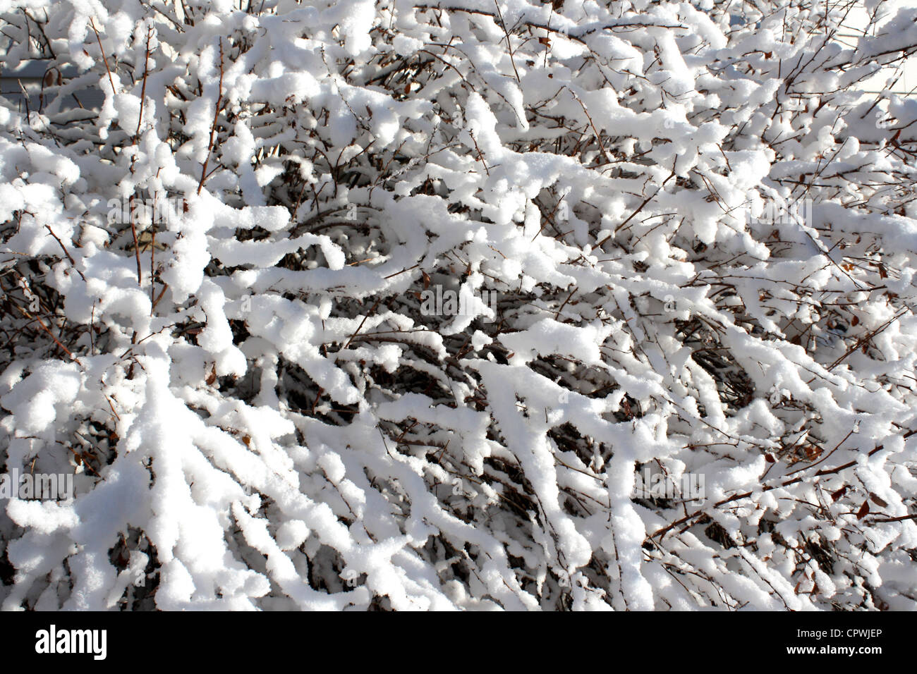 Schnee überzogen Zweige Stockfoto