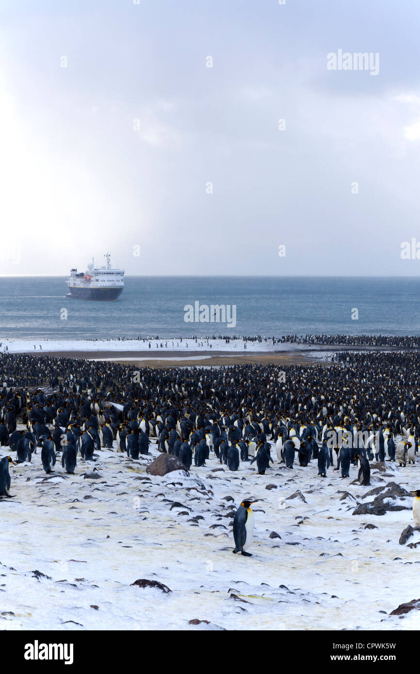 Königspinguin-Kolonie an der St. Andrews Bay, South Georgia Island, mit der National Geographic Explorer im Hintergrund Stockfoto
