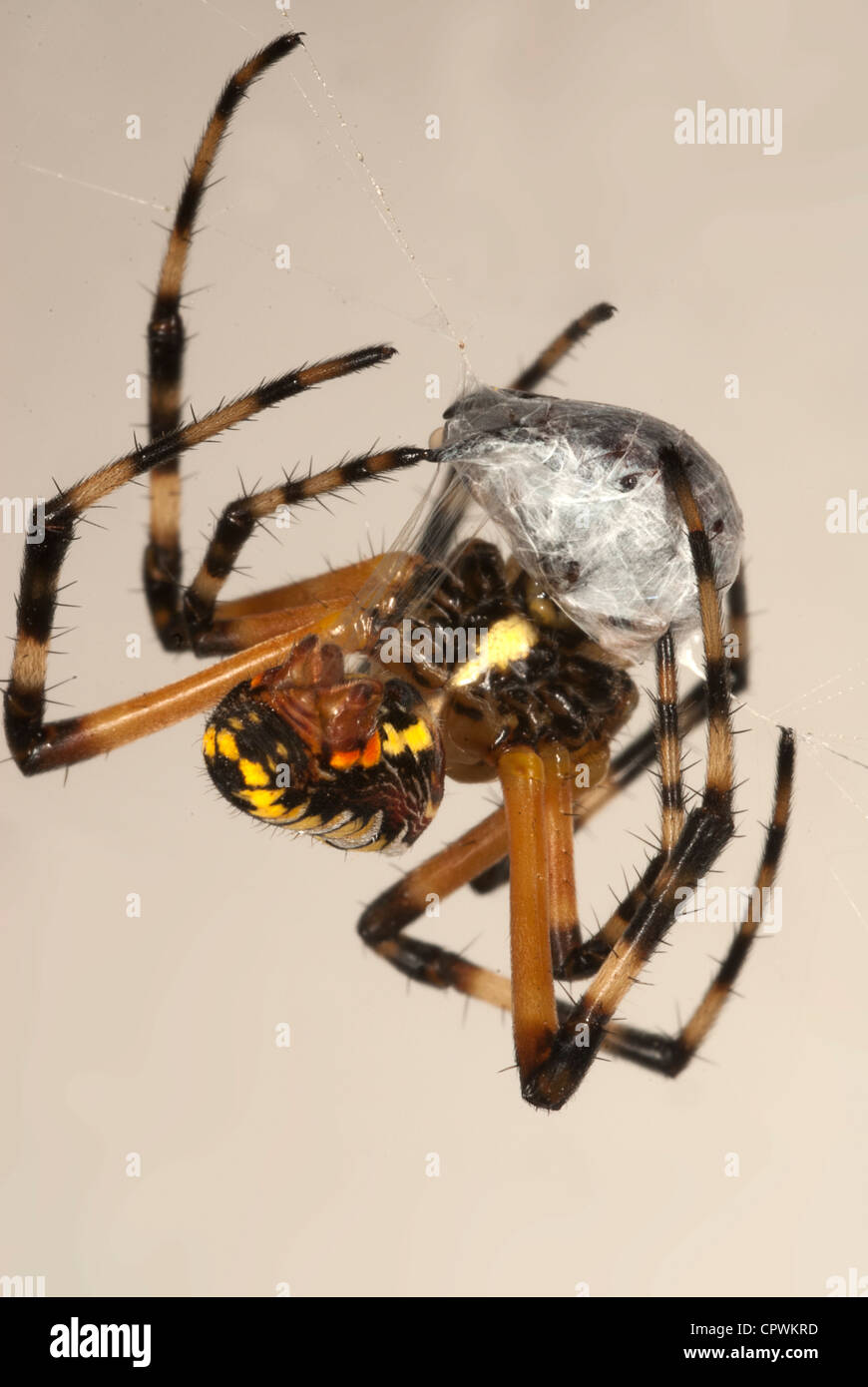 Spinne umwickeln ihre Beute mit Seide Stockfoto
