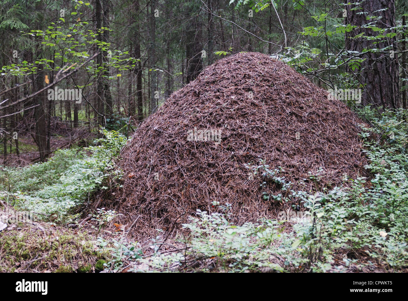 großen Ameisenhaufen in den Fichtenwald horizontale Stockfoto