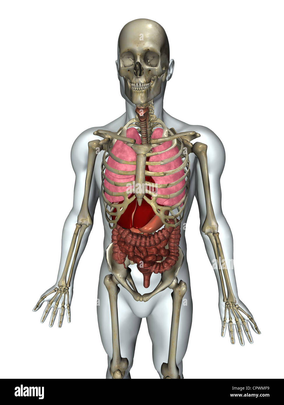 Anatomische Darstellung des menschlichen Körpers Stockfoto