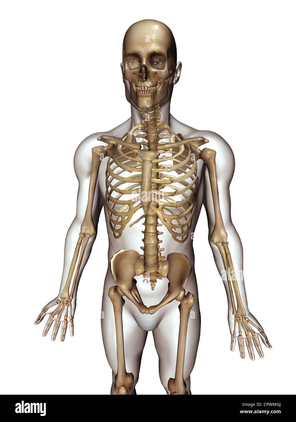 Anatomische Darstellung des menschlichen zeigt das Skelett Stockfoto