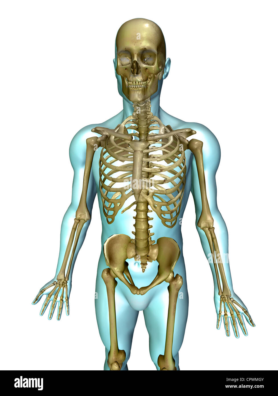 Anatomische Darstellung des menschlichen Körpers zeigt das menschliche Skelett Stockfoto