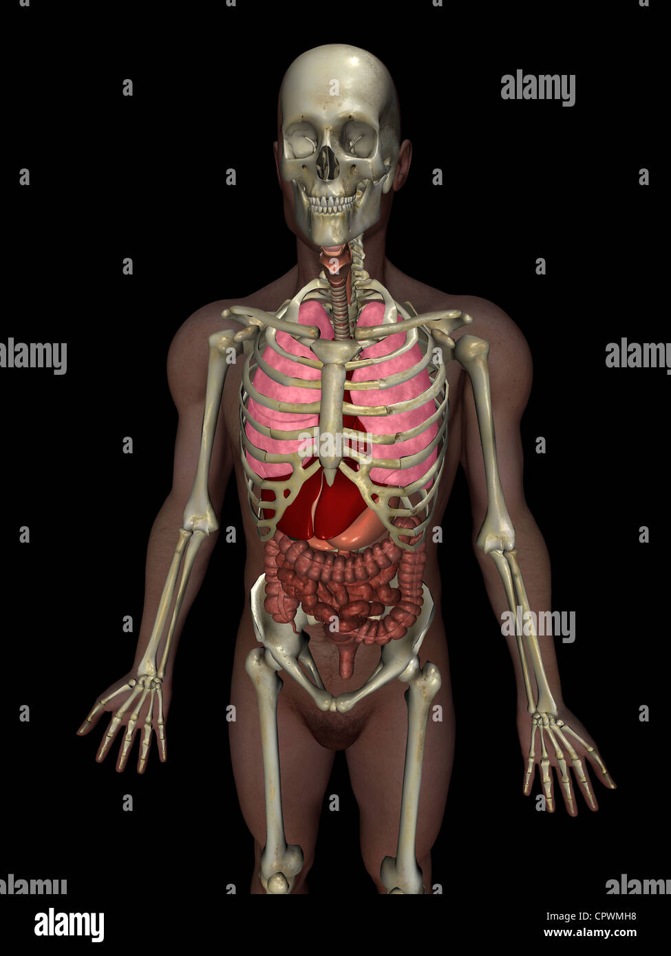 Anatomische Darstellung des menschlichen Körpers zeigt die wichtigsten Organe Stockfoto